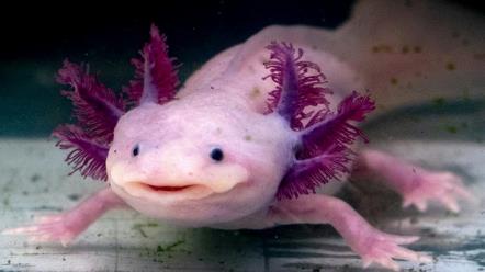 axolotl