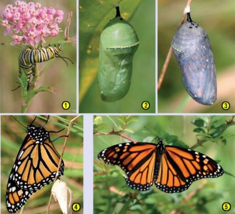 Stages of Monarch butterfly